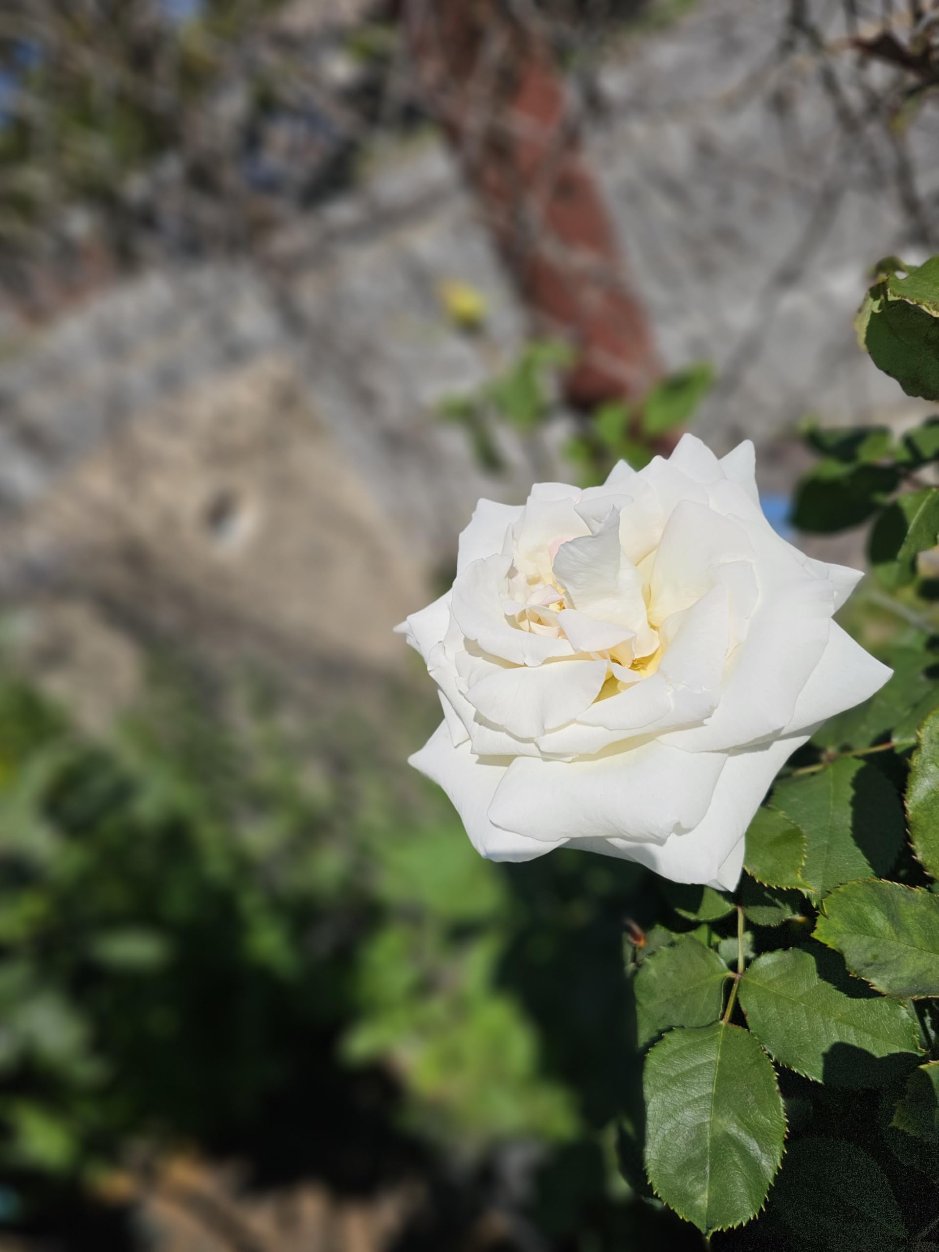 Offen【Reborn project】ROSE-pointed /WHITE White-Real Touch Rose - (100 pcs) — Forever Blooms